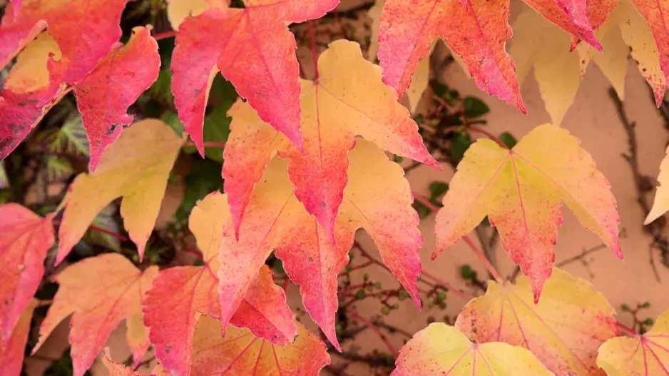 Přísavník trojlaločný 