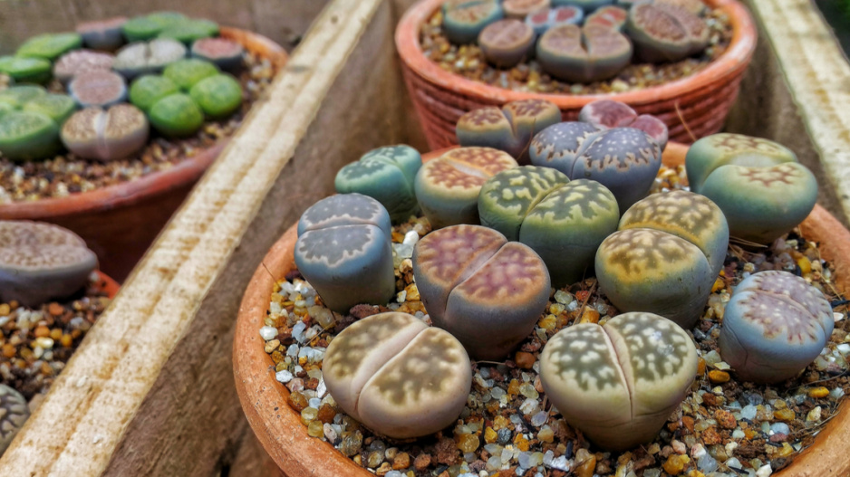 Barevné varianty živých kamenů (Lithops)