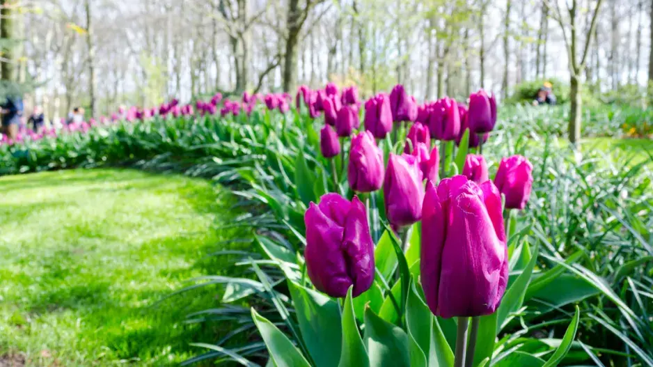 Záhon s tulipány