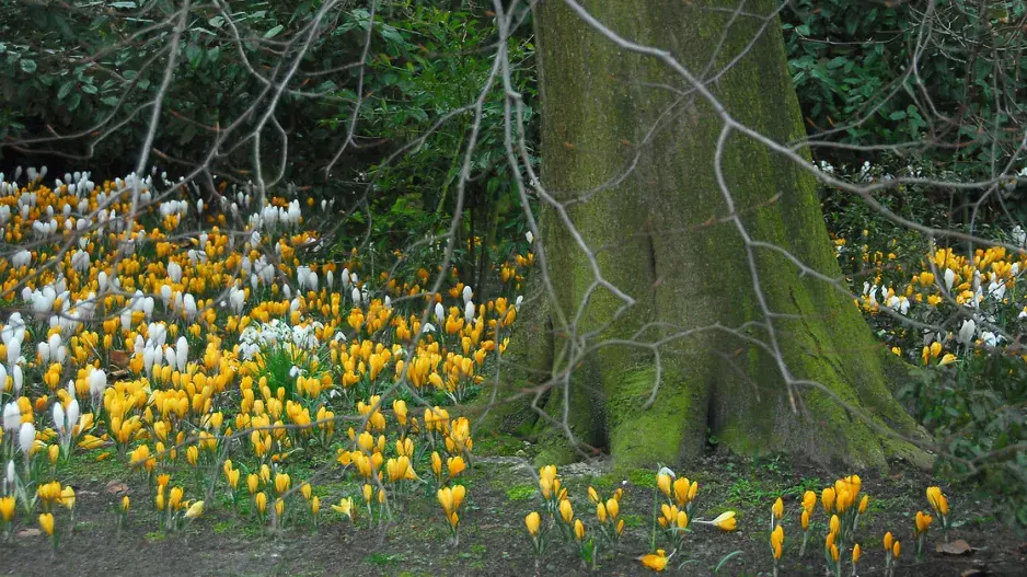 Krokus (Crocus) Krokus (Crocus)