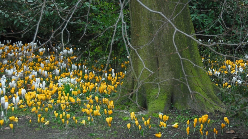 Krokus (Crocus)
