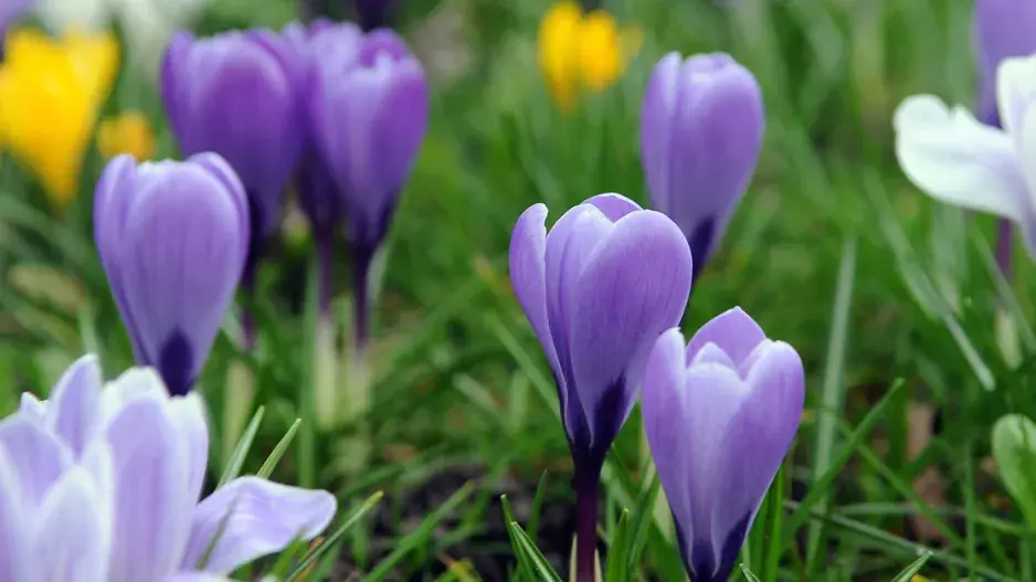 Krokus (Crocus) Krokus (Crocus)