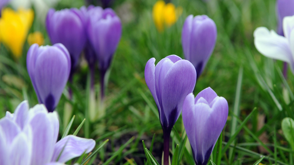 Krokus (Crocus)