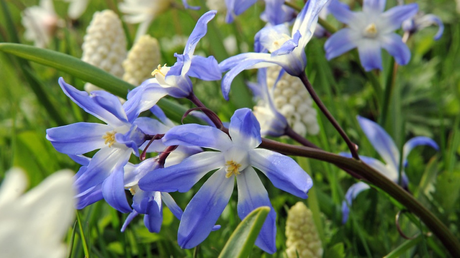 Ladonička (Chionodoxa)