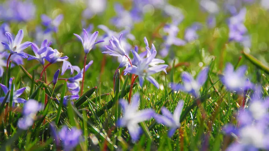 Ladonička (Chionodoxa) Ladonička (Chionodoxa)