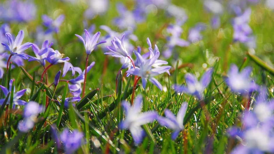 Ladonička (Chionodoxa)