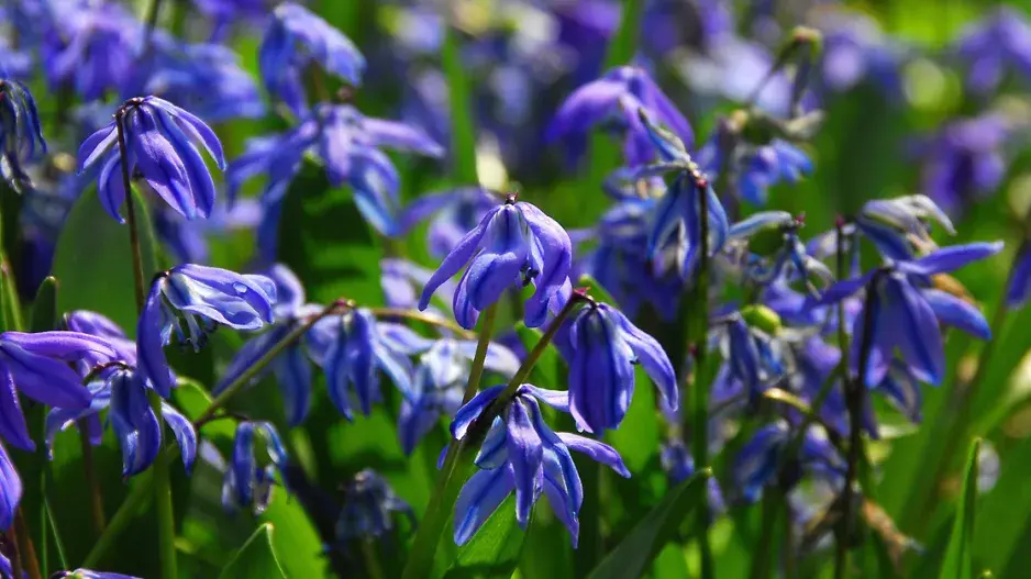 Ladoňka sibiřská (Scilla siberica) Ladoňka sibiřská (Scilla siberica)
