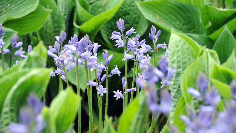 Hyacintovec španělský (Hyacinthoides hispanica)