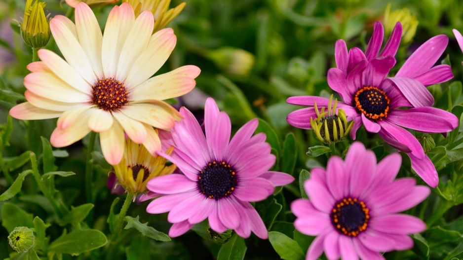 Osteospermum