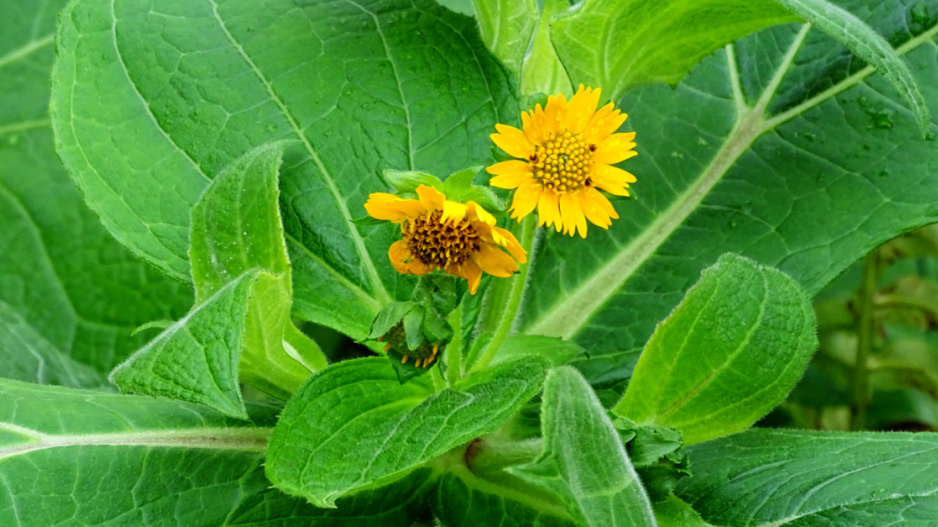 Jakon mléčnolistý (Polymnia sonchifolia)