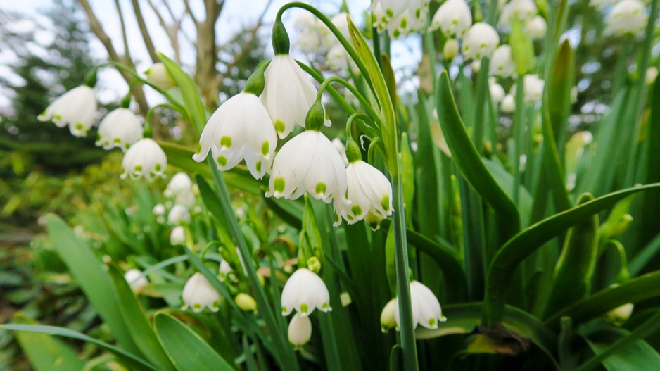 Bledule letní (Leucojum aestivum)