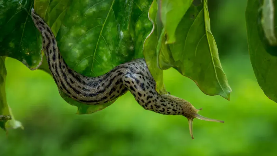 Slimák největší Slimák největší