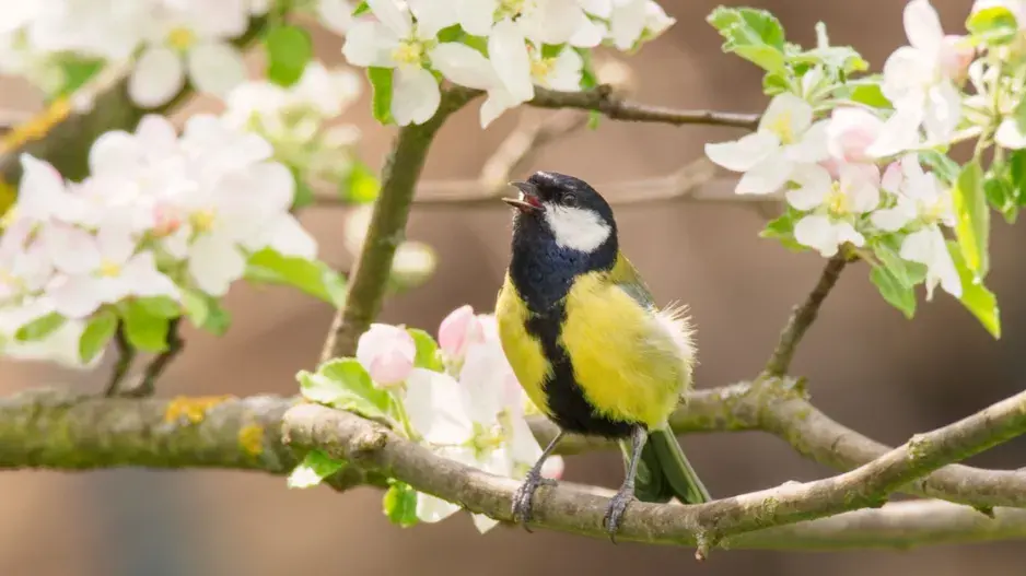 Sýkora koňadra (Parus major)