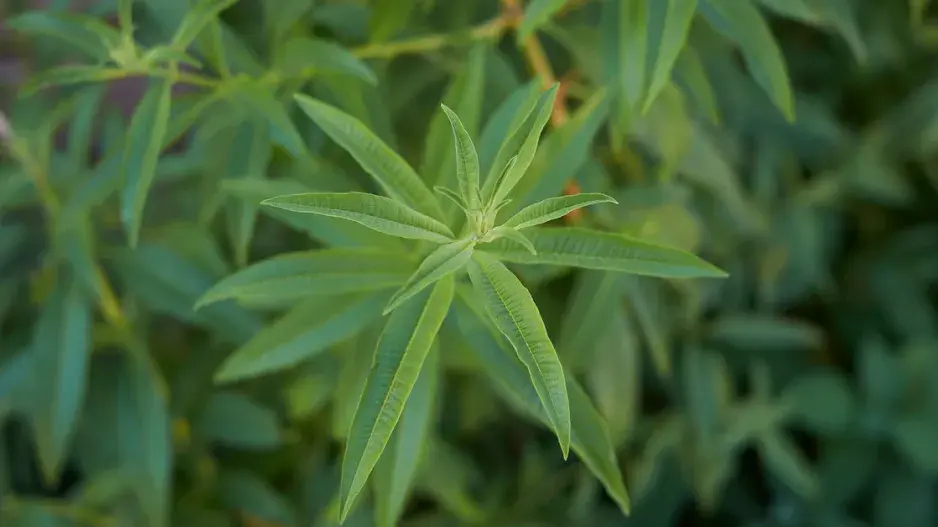 Aloisie citronová