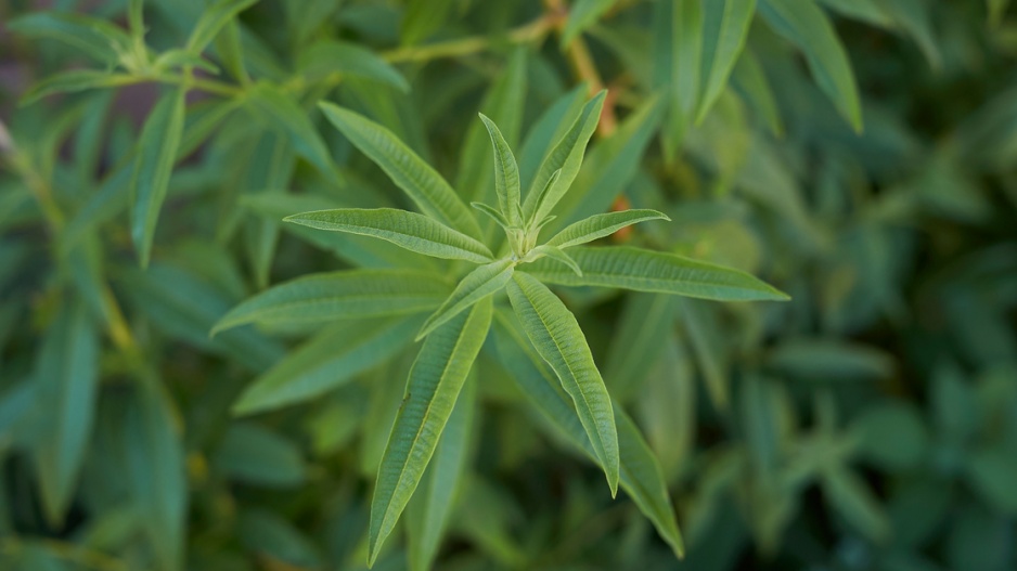 Aloisie citronová