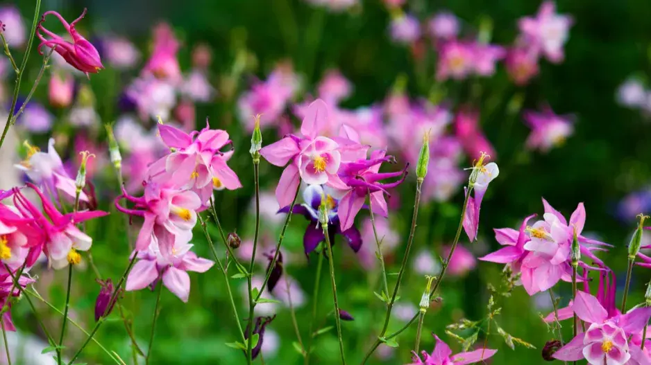 Rozkvetlý orlíček