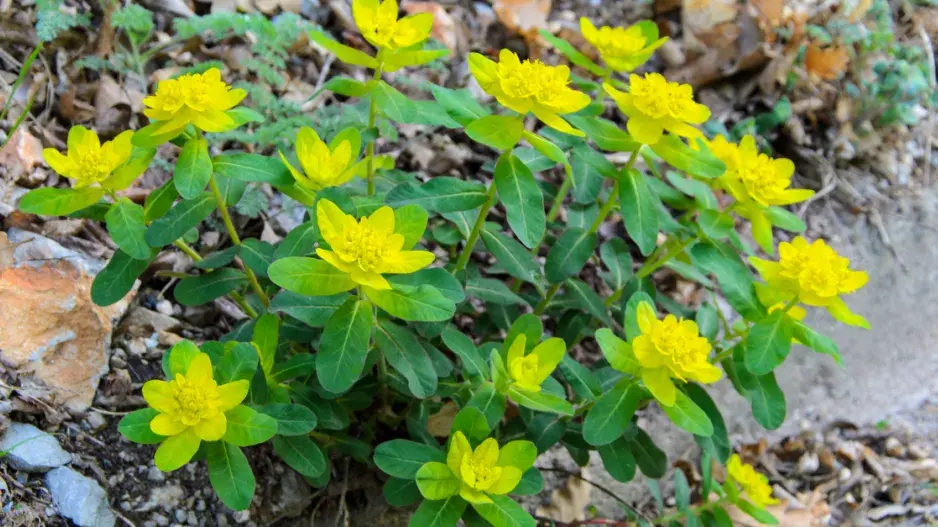 Pryšec mnohobarvý (Euphorbia polychroma)