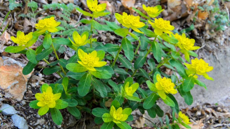 Pryšec mnohobarvý (Euphorbia polychroma)