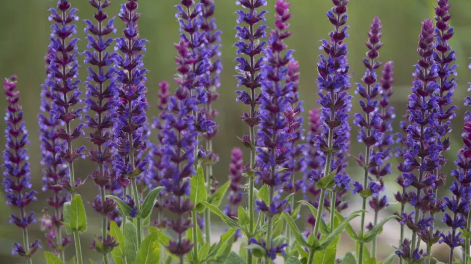 Šalvěj lékařská