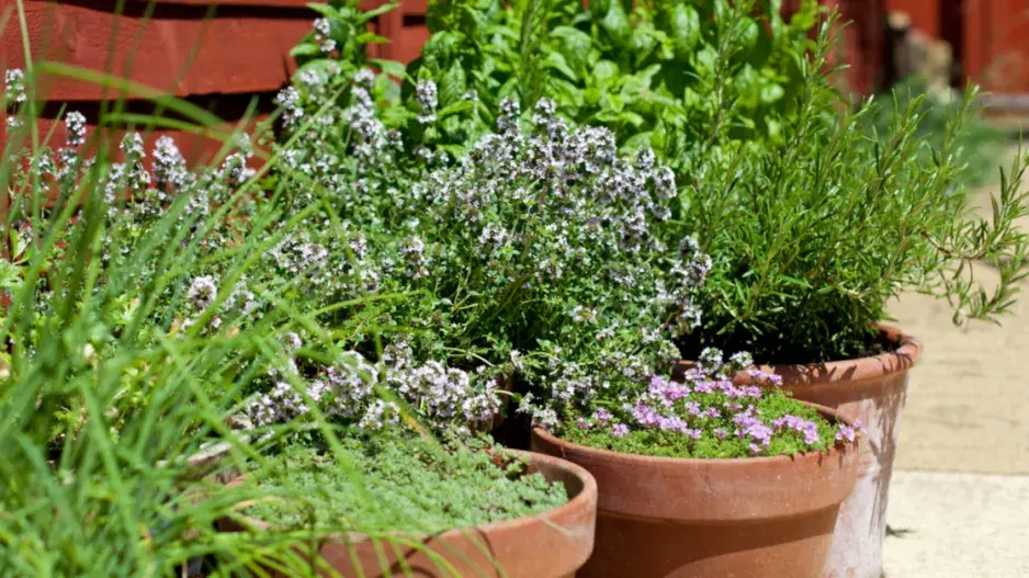 Květináče s bylinkami