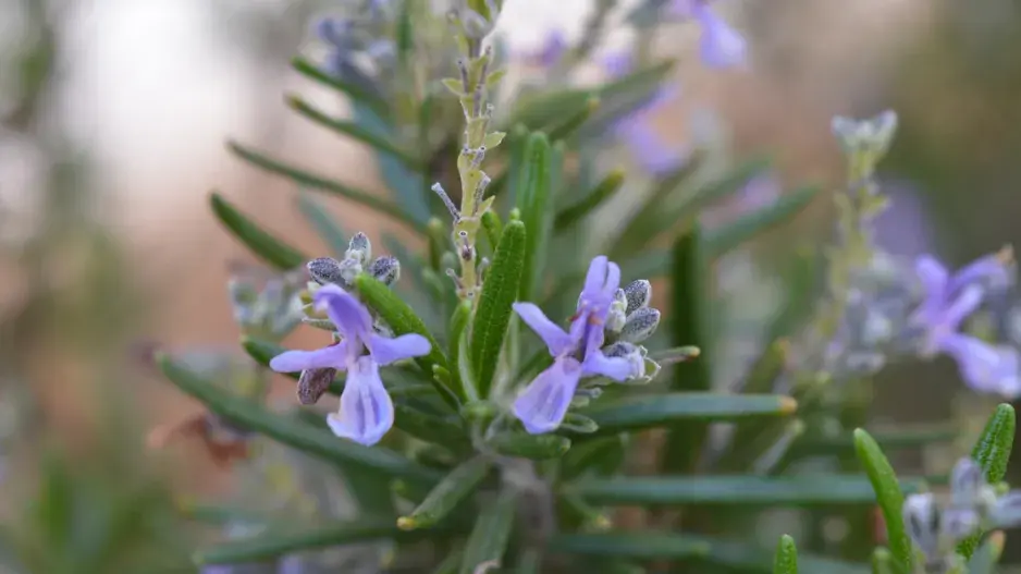 Rozmarýn lékařský