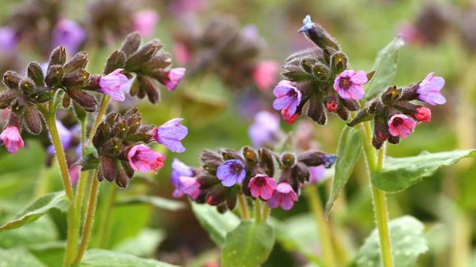 Plicník lékařský (Pulmonaria officinalis)