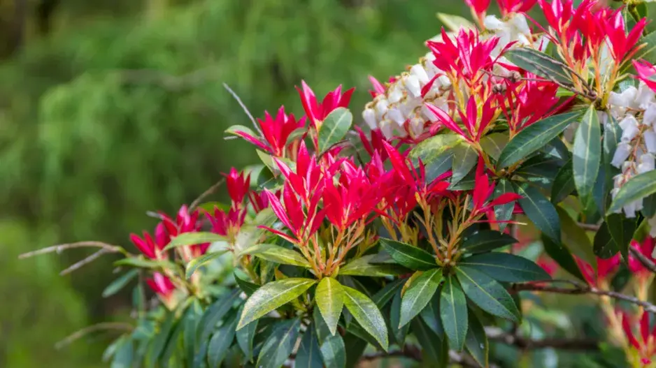 Pieris japonský (Pieris japonica)