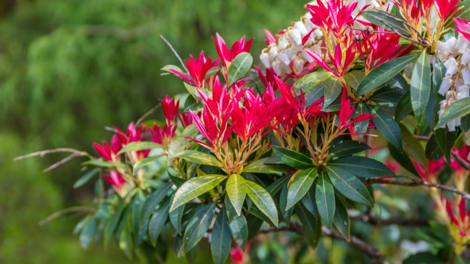 Pieris japonský (Pieris japonica)