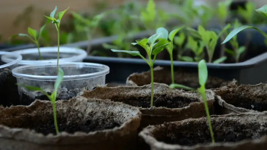 Předpěstované semenáče