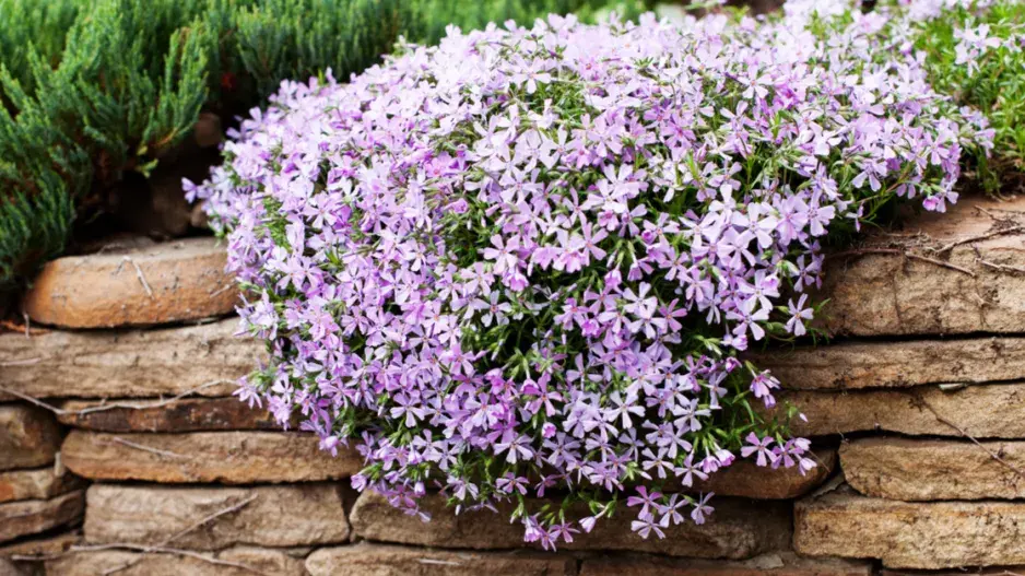 Plamenka šídlovitá