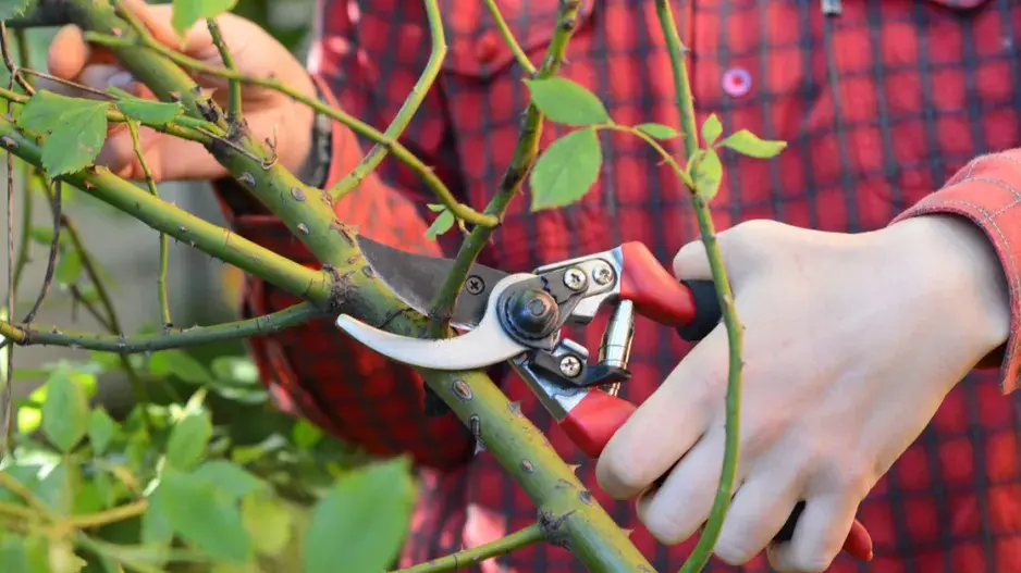 Řez popínavých růží