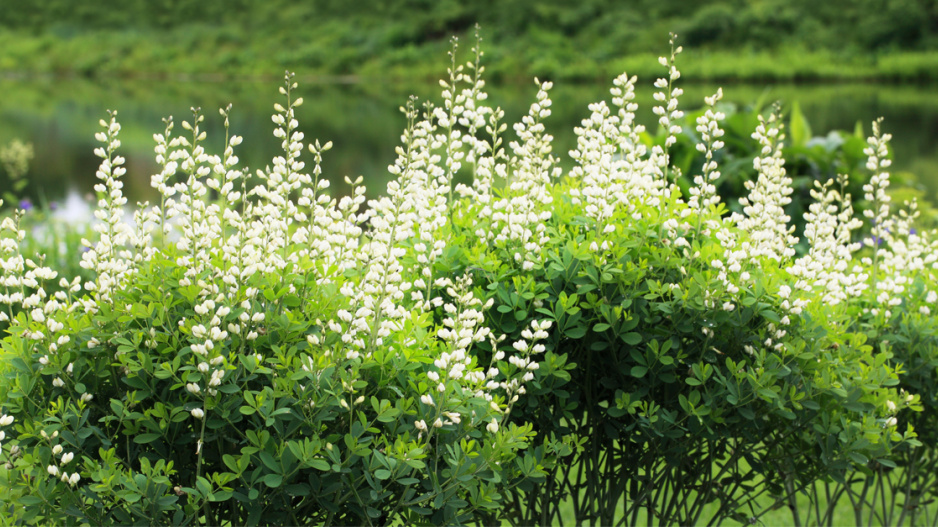 Baptisie bílá (Baptisia alba)