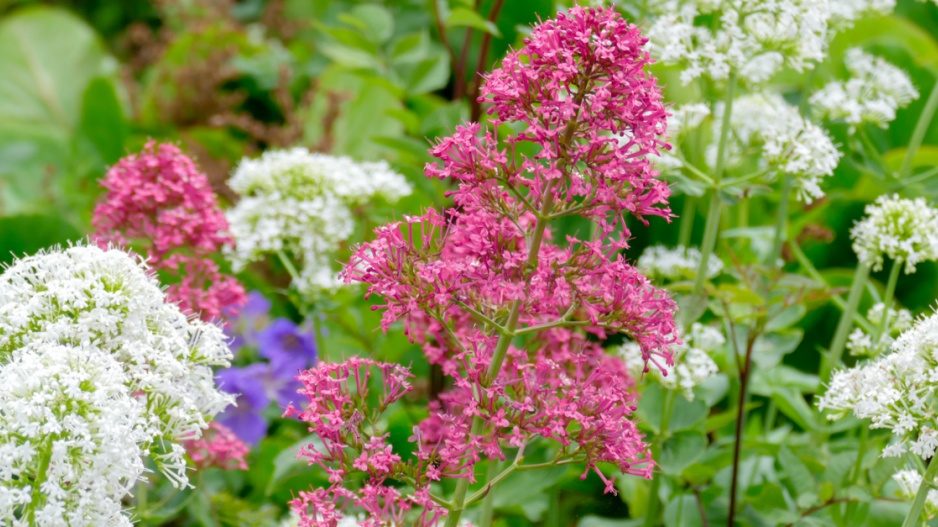 Mavuň červená (Centranthus ruber)