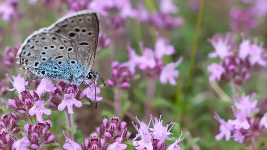 Modrásek černoskvrnný na mateřídoušce