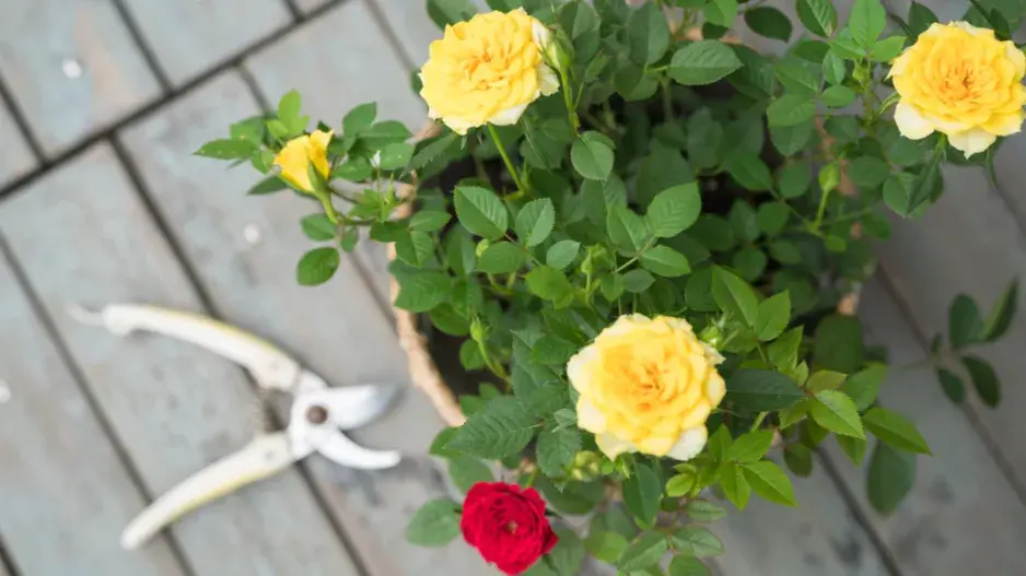 Řez hrnkové růže