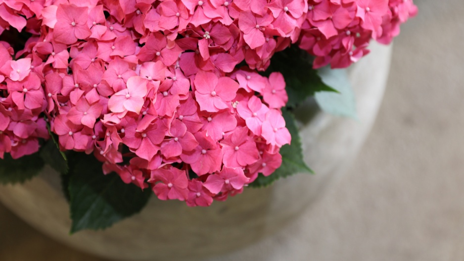 Hortenzie velkolistá (Hydrangea macrophylla)