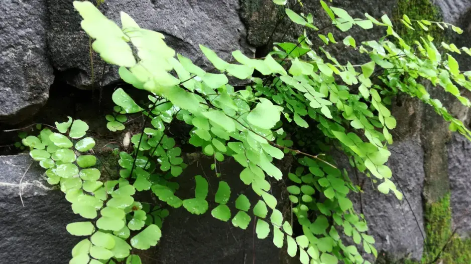 Netík Venušin vlas Netík Venušin vlas