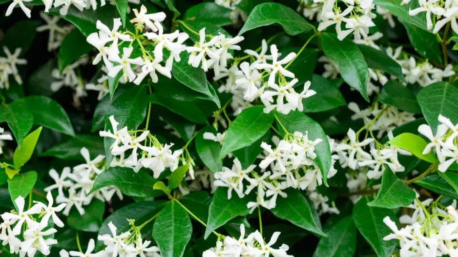  Jasmínovník vonný