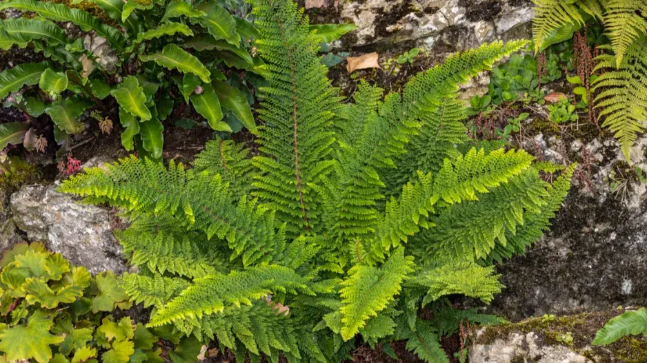 Kapradina štětinonosná Kapradina štětinonosná