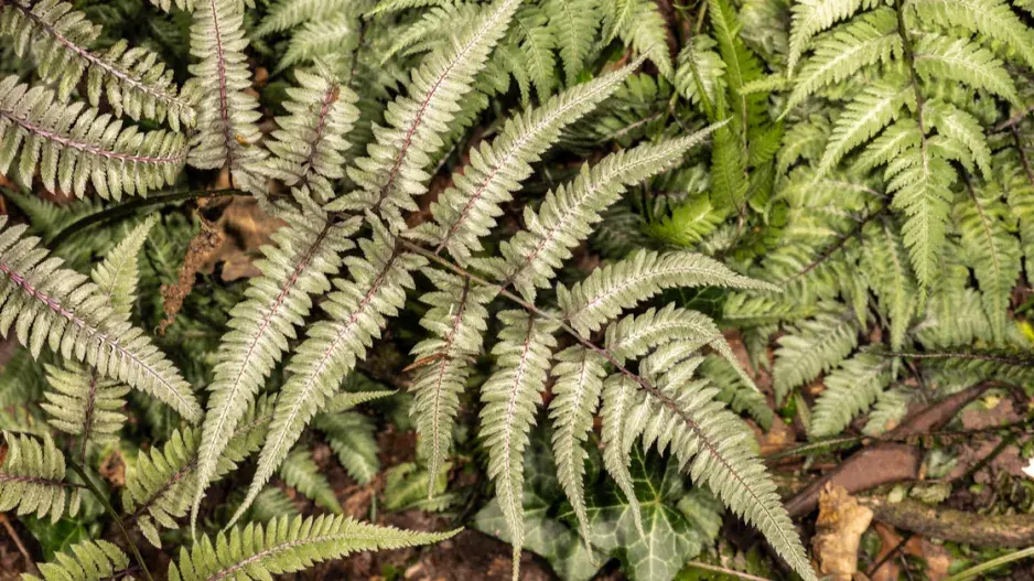 Papratka niponská Papratka niponská