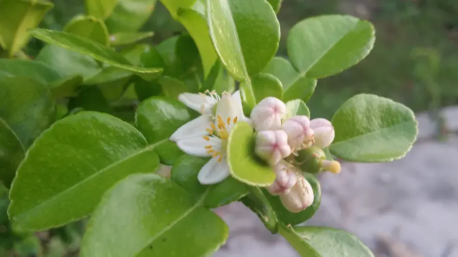 Citroník (Kafrová limetka)