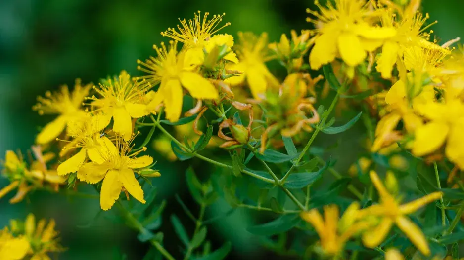 Třezalka tečkovaná