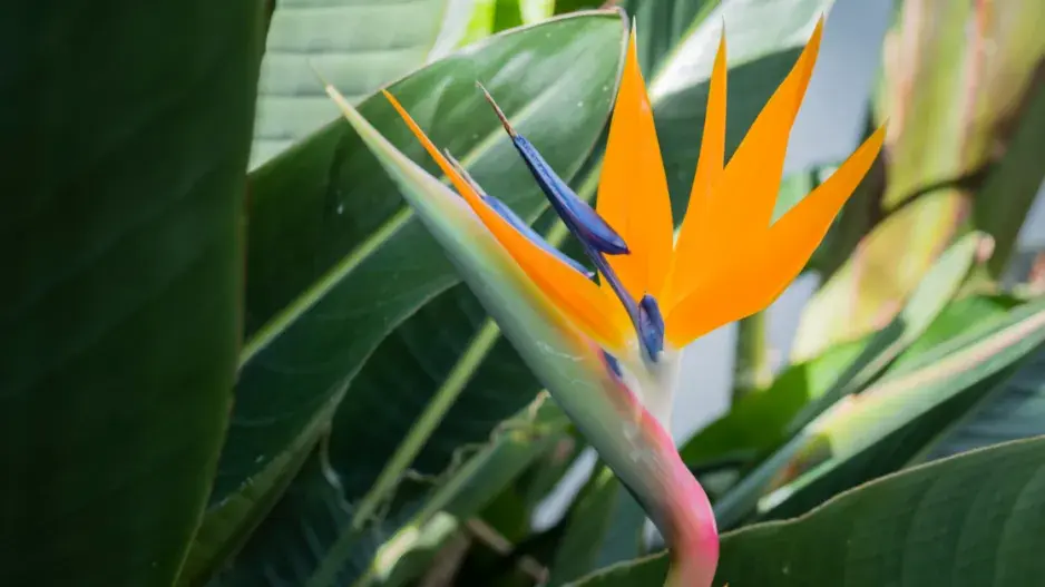  Strelície královská