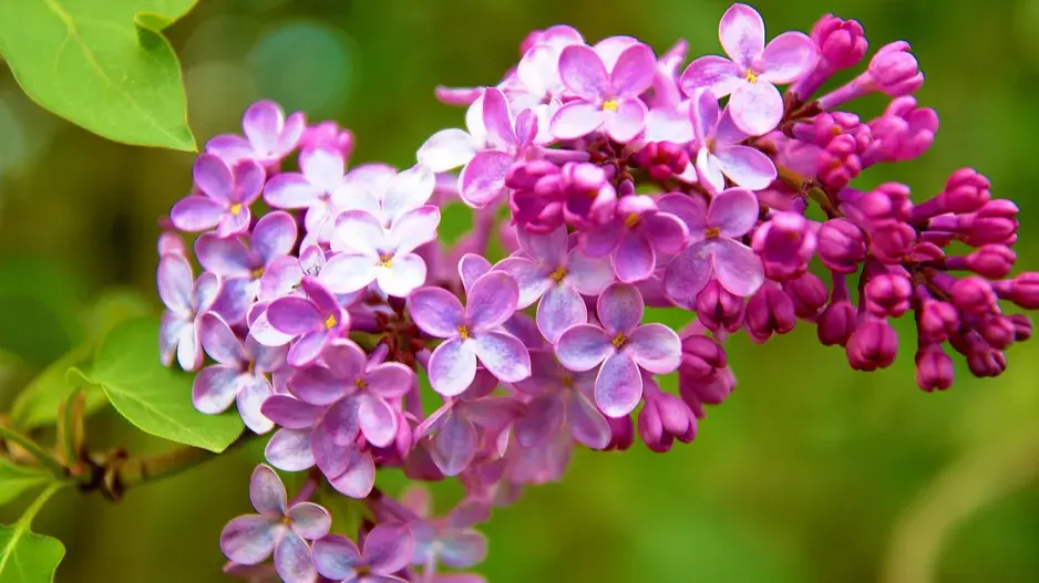 Růžovofialové květy šeříku