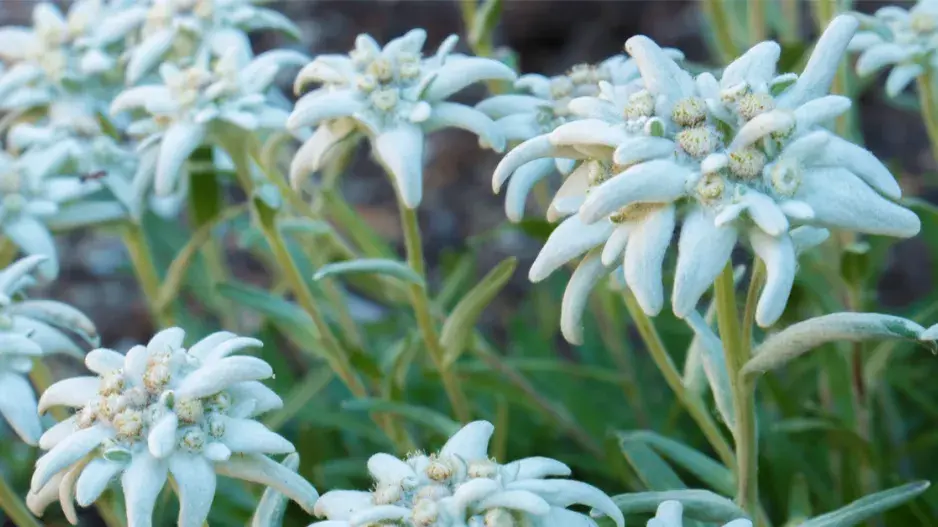  Plesnivec sněžný (protěž alpská)