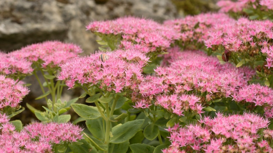 Rozchodník nádherný (Sedum spectabile)