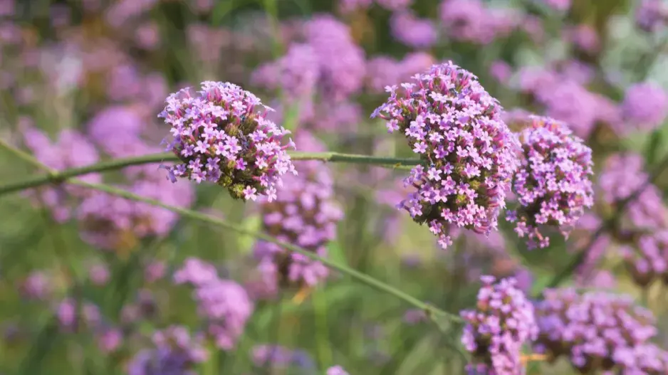 Sporýš klasnatý (Verbena bonariensis) Sporýš klasnatý (Verbena bonariensis)