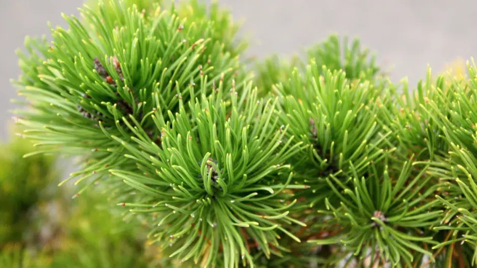 Borovice kleč Borovice kleč