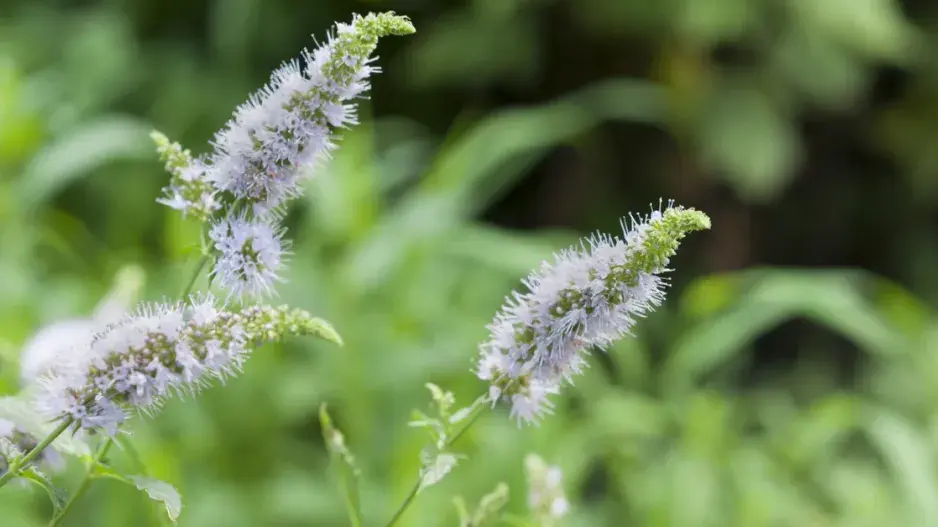 Máta klasnatá (Mentha spicata) Máta klasnatá (Mentha spicata)