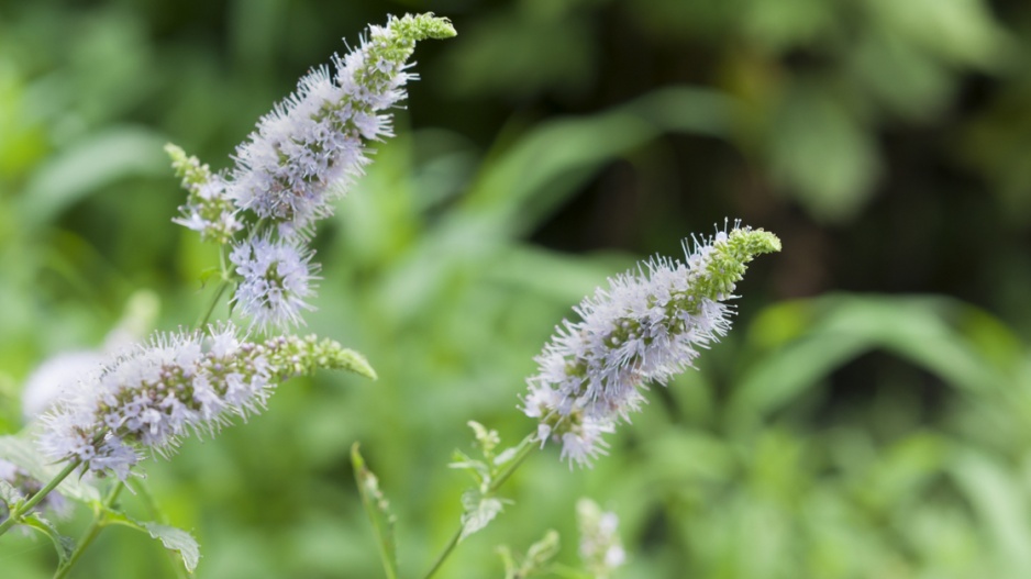 Máta klasnatá (Mentha spicata)